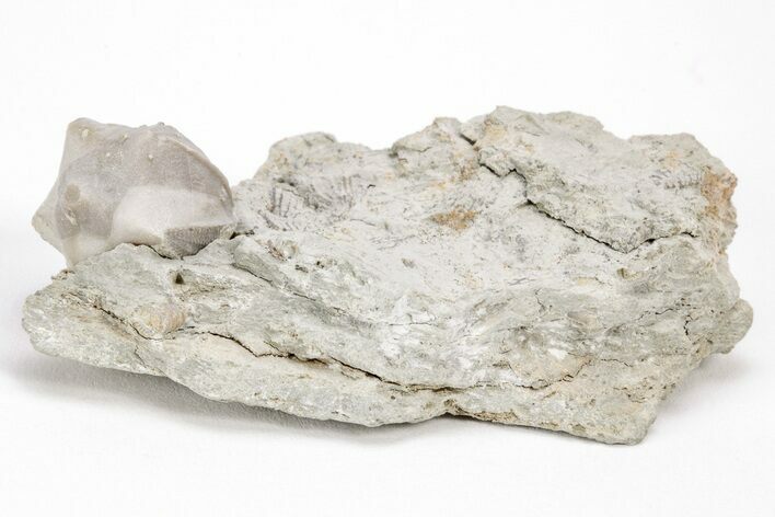 Blastoid (Pentremites) Fossil - Illinois #204680